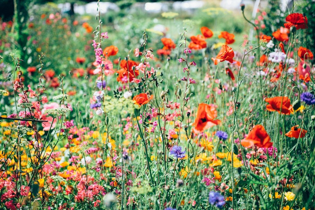 Mixed annual and perennial flowers in a home garden