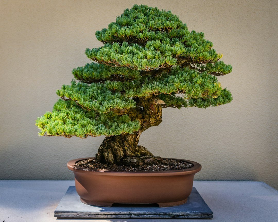 Bonsai tree growing in a shallow brown container; illustrative photography, not a test of the growing medium
