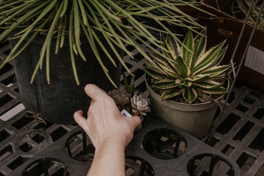 Person checking moisture in the soil of a potted plant