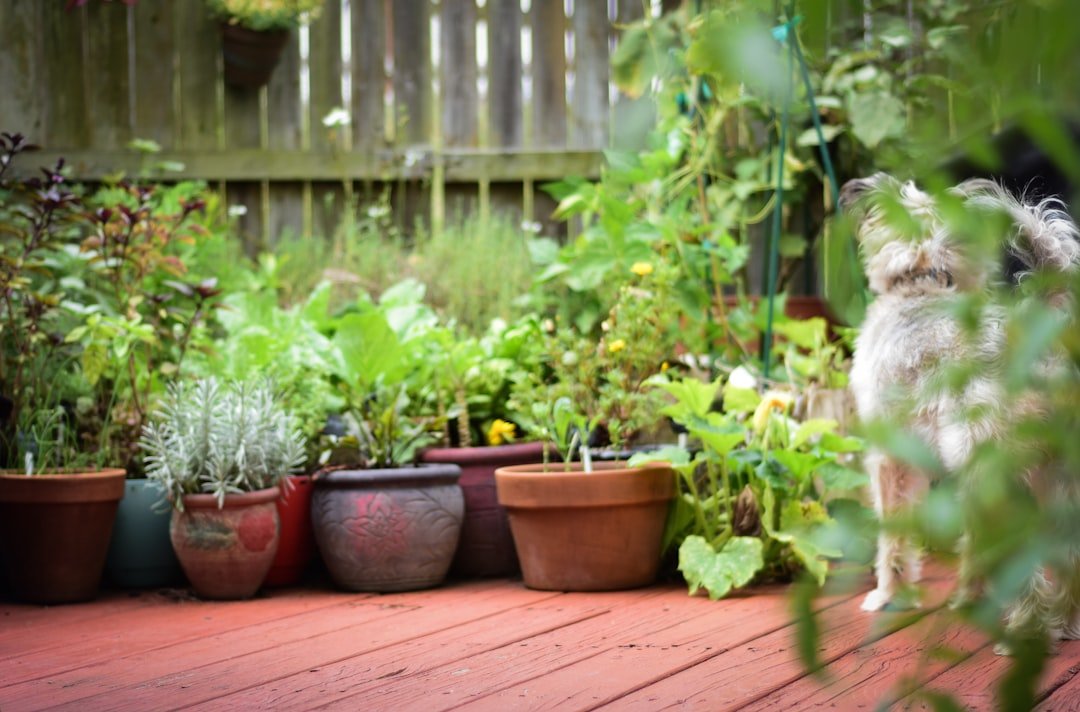 Vegetables growing in containers in a small outdoor space