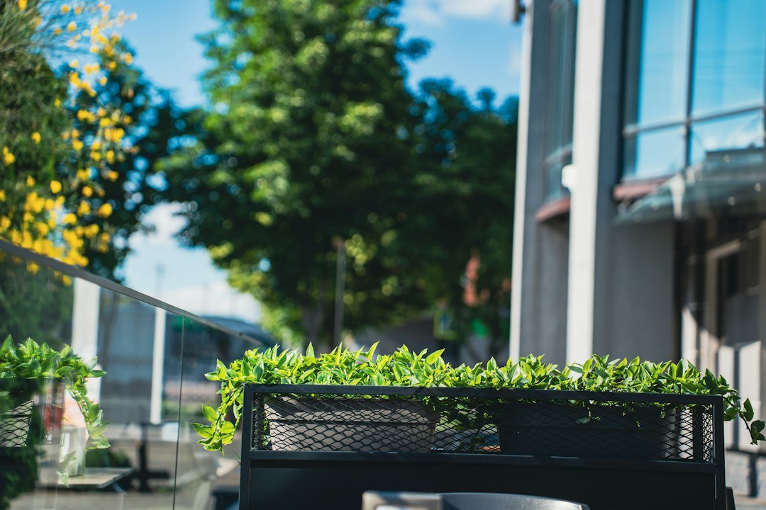 Green plants in a planter box on an urban street
