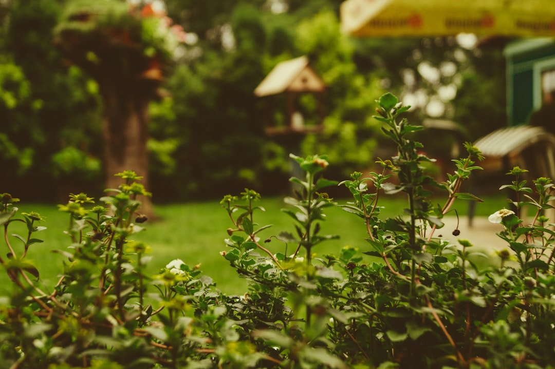 Shade-loving plants growing beneath a tree near a home