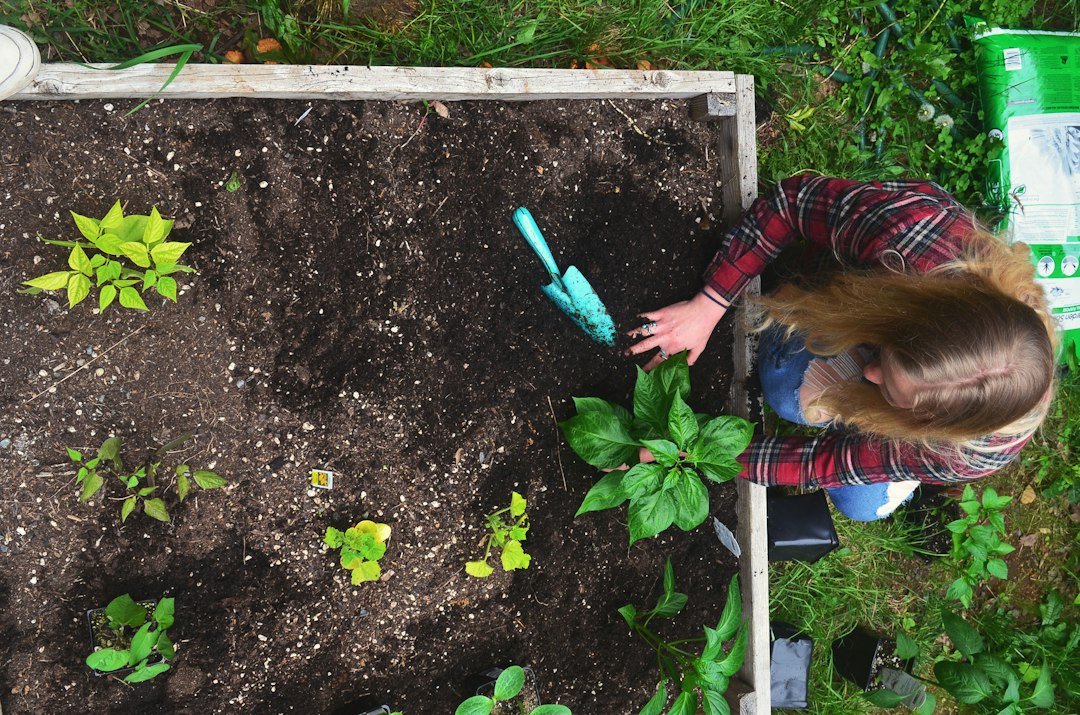 Gardener tending to plants in a raised garden bed