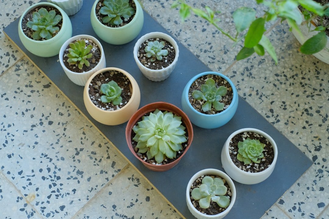 Plant pot with drainage holes and a saucer on a patio