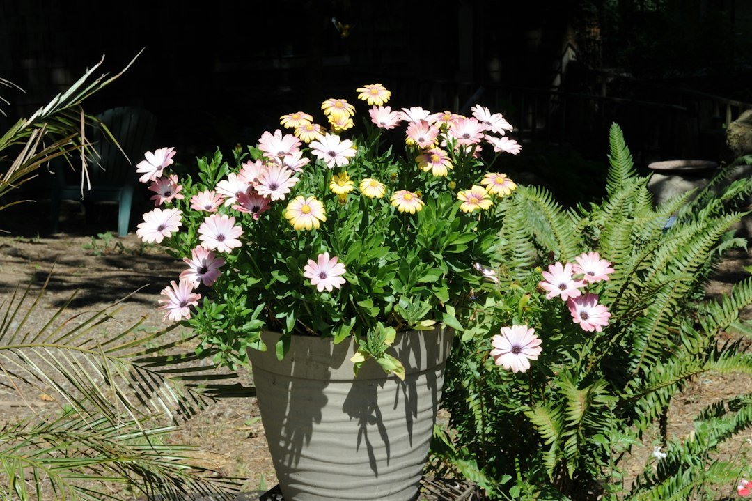 A potted plant with pink and yellow daisies