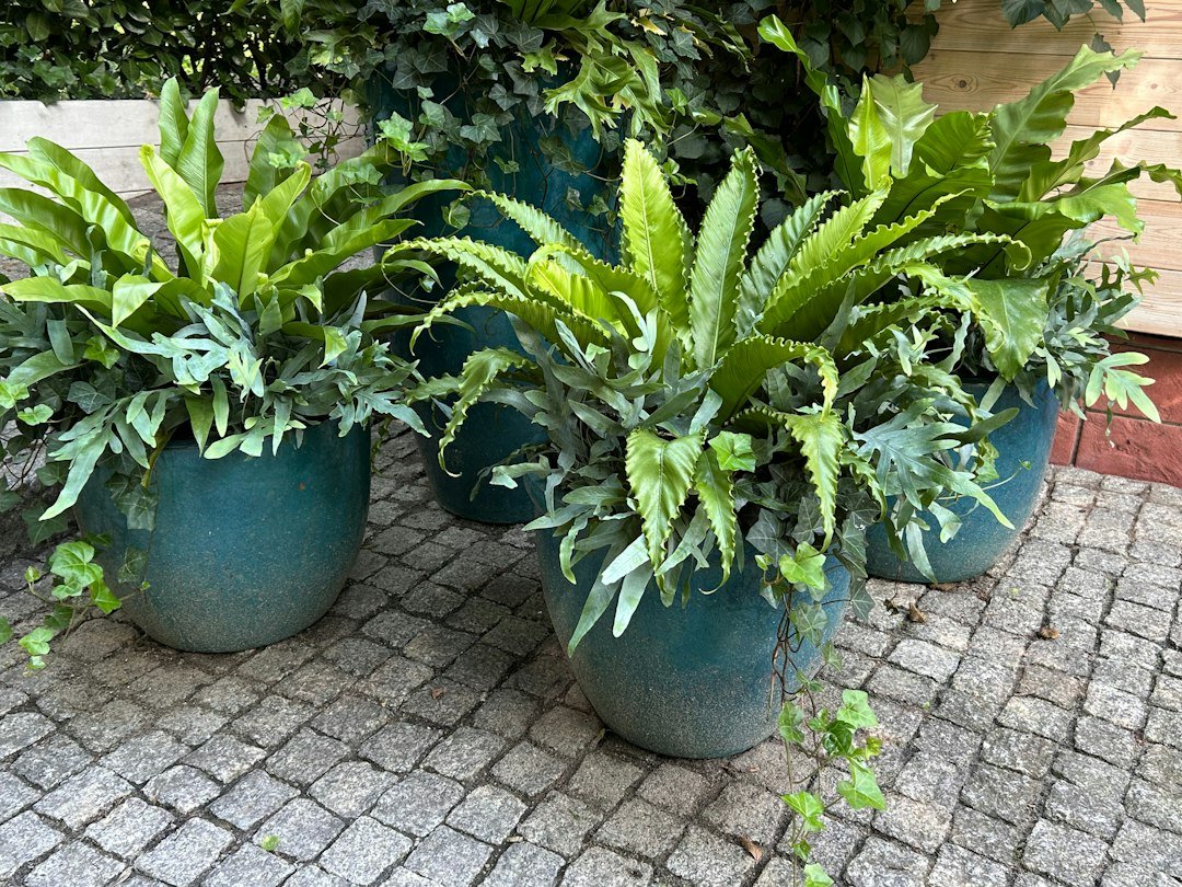 Green ferns in teal pots on cobblestone patio