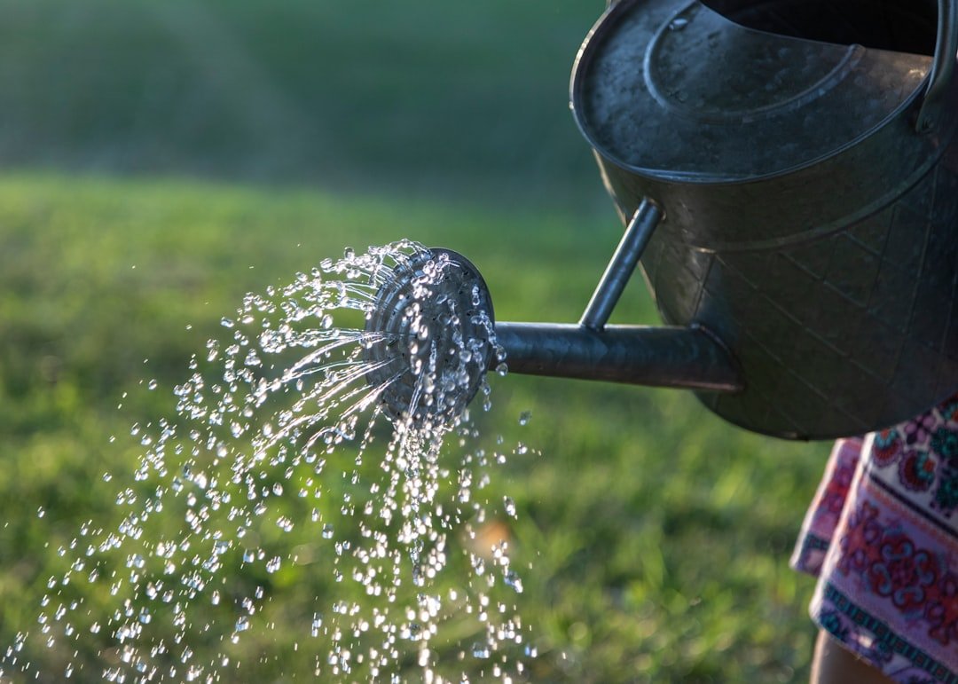 Person watering container plants during hot weather