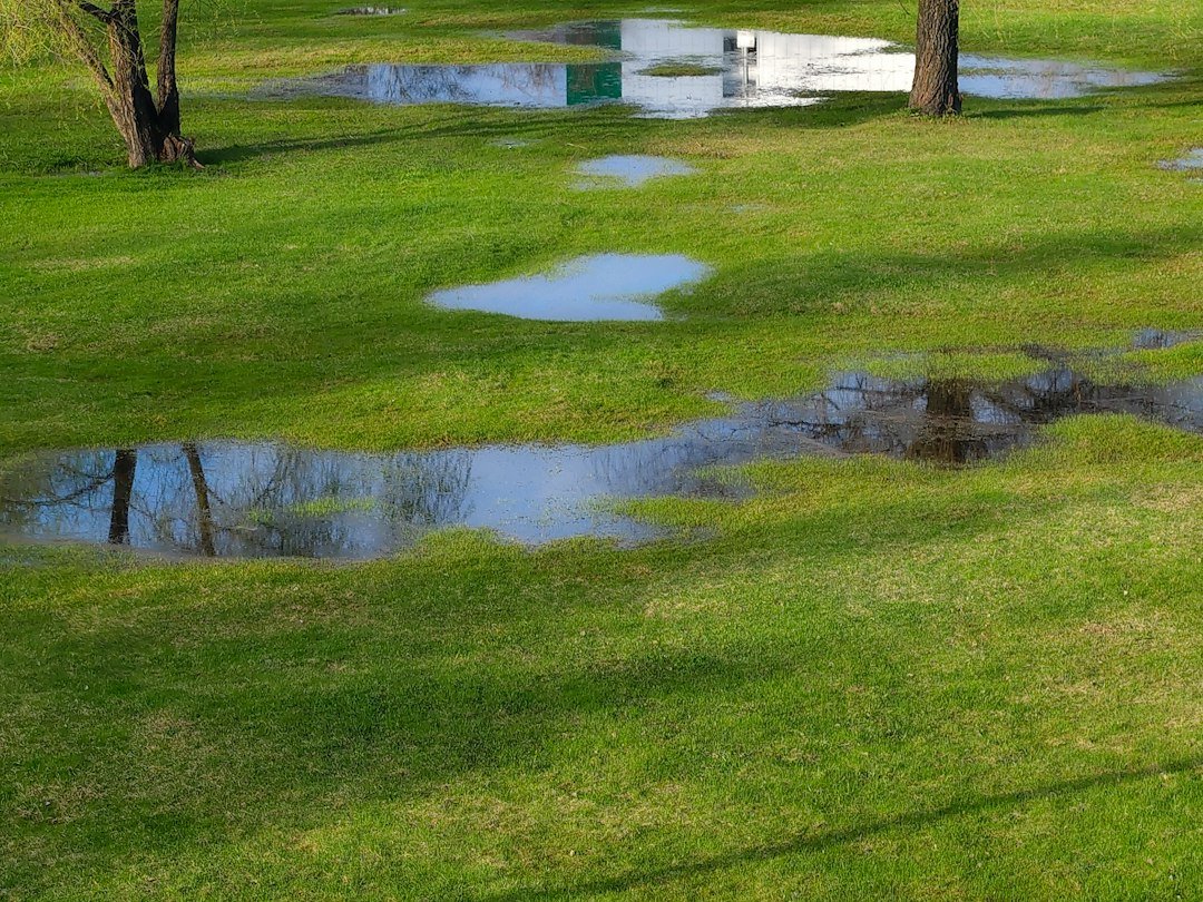Puddles of water on a green grassy lawn