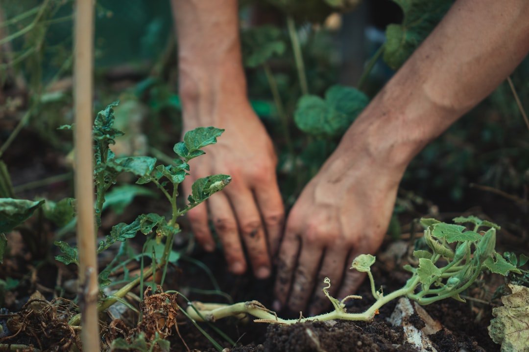 Hands pulling young weeds from a garden bed