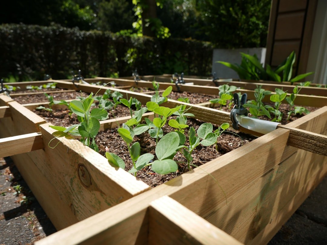 A small raised bed beside vegetable containers