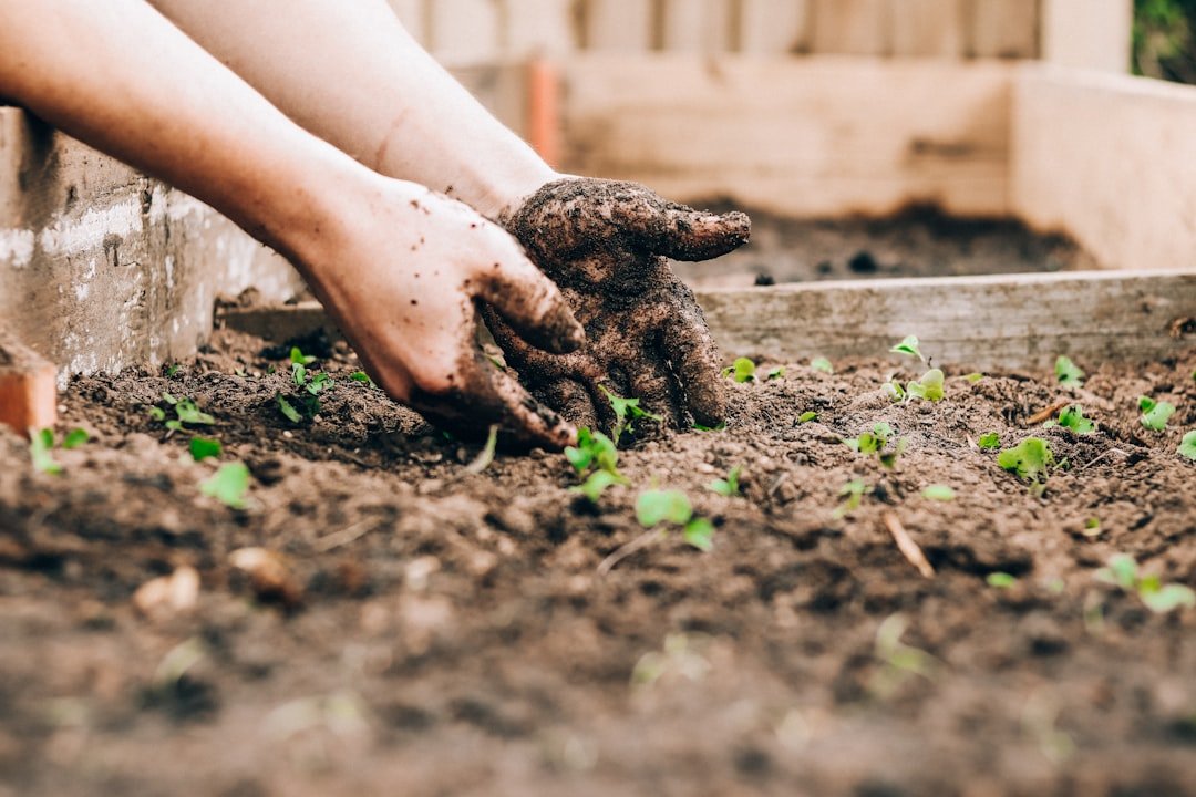 Hands carefully thinning young vegetable seedlings