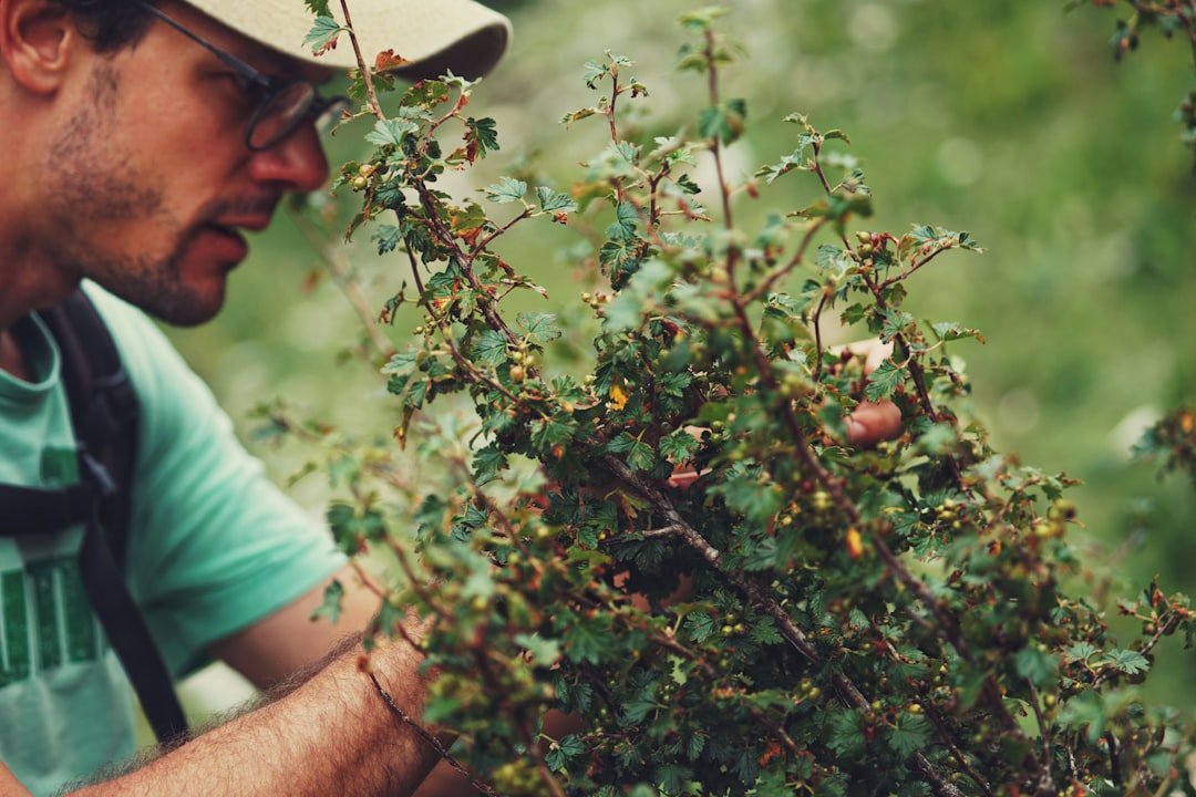 Gardener inspecting the underside of leaves for pests