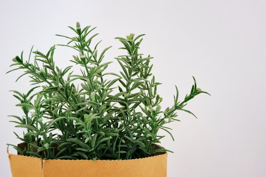 Pots of kitchen herbs growing near a doorway