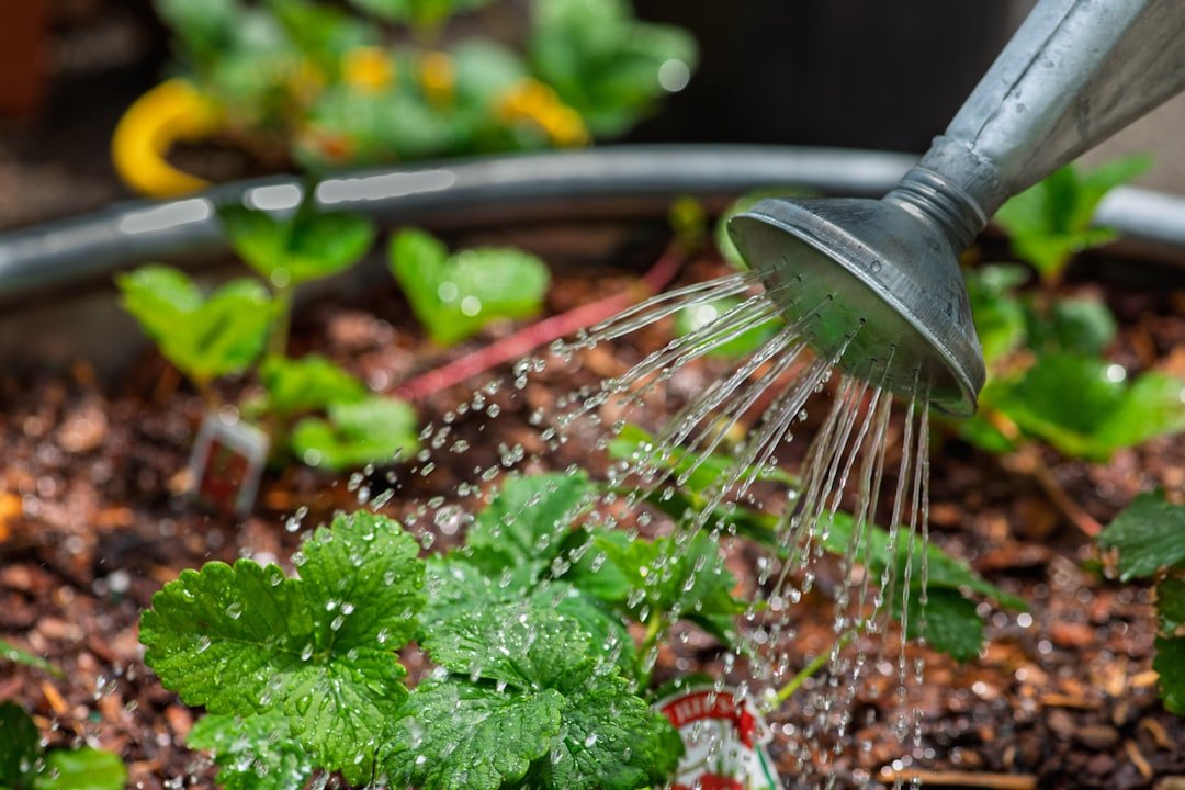 Container plants being watered carefully on a patio