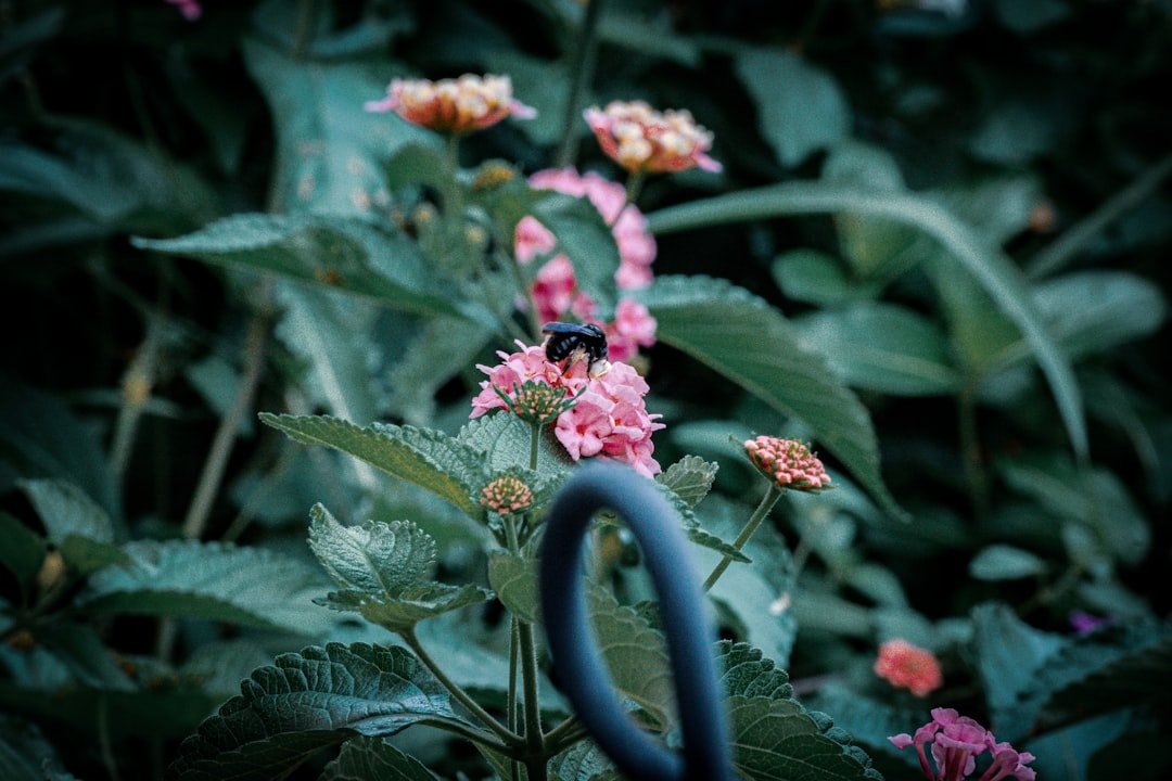 Watering can hose and small drip line in a garden