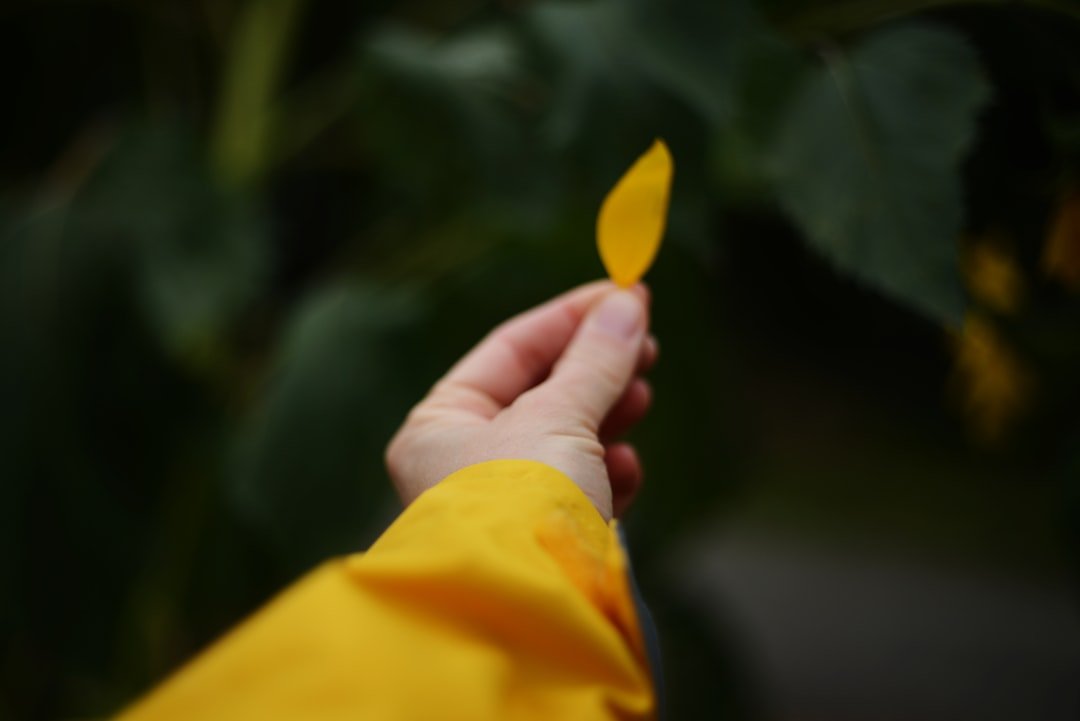 Gardener inspecting yellow leaves on a plant